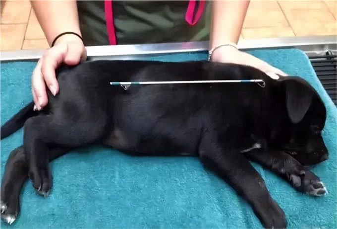 狗狗这个常见病，其实就是吃出来的