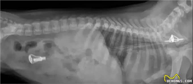 狗狗这个常见病，其实就是吃出来的