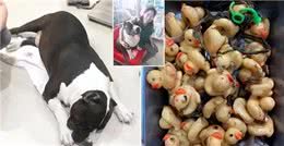 狗狗这个常见病，其实就是吃出来的