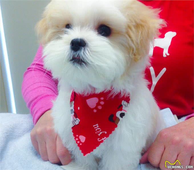 小狗刚到家，除了疫苗驱虫，还要让狗狗适应被抚摸检查