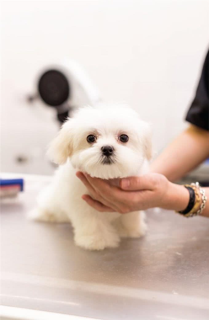 小狗刚到家，除了疫苗驱虫，还要让狗狗适应被抚摸检查