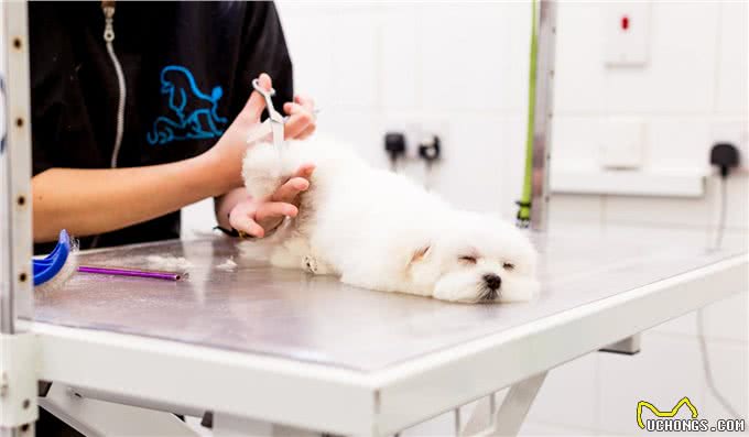 小狗刚到家，除了疫苗驱虫，还要让狗狗适应被抚摸检查