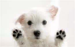 小狗刚到家，除了疫苗驱虫，还要让狗狗适应被抚摸检查