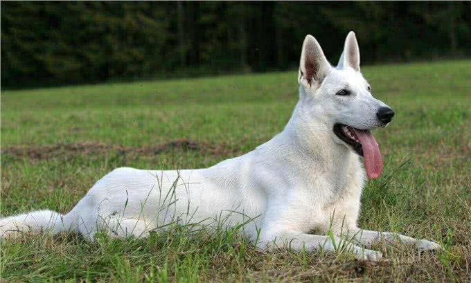 大多数人都没见到过的两种极端德国模牧羊犬，白色与黑色