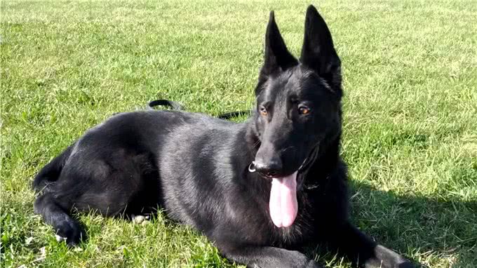 大多数人都没见到过的两种极端德国模牧羊犬，白色与黑色