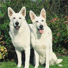 大多数人都没见到过的两种极端德国模牧羊犬，白色与黑色