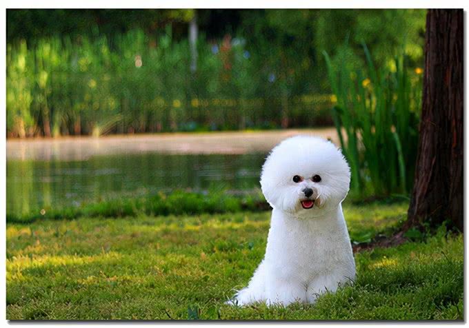 养宠经验:狗狗呕吐怎么治疗?导致呕吐的原因及应采取的措施参考