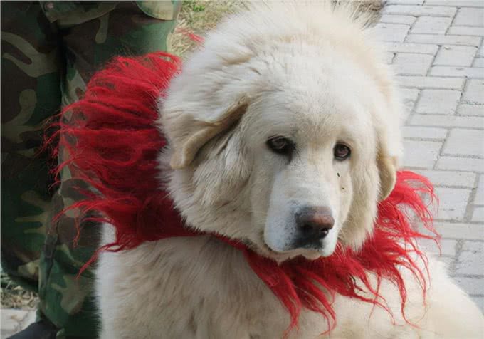 养宠经验:狗狗呕吐怎么治疗?导致呕吐的原因及应采取的措施参考