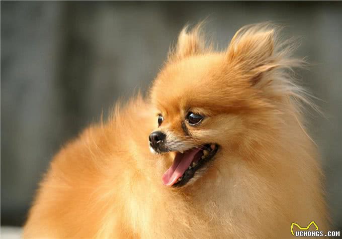 养宠经验:狗狗呕吐怎么治疗?导致呕吐的原因及应采取的措施参考