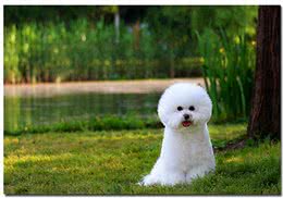 养宠经验:狗狗呕吐怎么治疗?导致呕吐的原因及应采取的措施参考