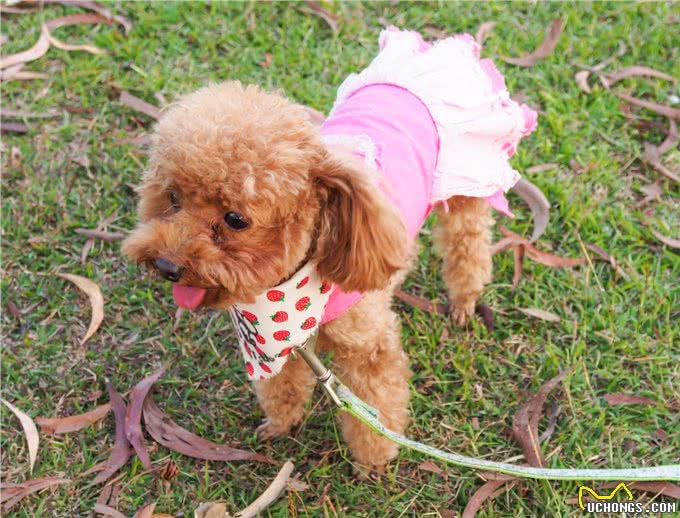 贵宾犬身上最脏的6个地方，清洁到位，就能自带香气