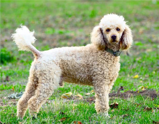 贵宾犬身上最脏的6个地方，清洁到位，就能自带香气