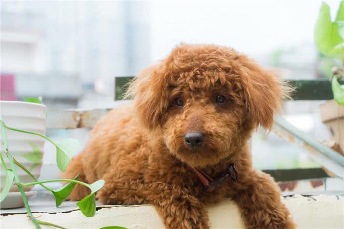 贵宾犬身上最脏的6个地方，清洁到位，就能自带香气