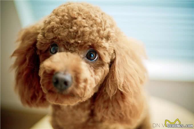 贵宾犬身上最脏的6个地方，清洁到位，就能自带香气