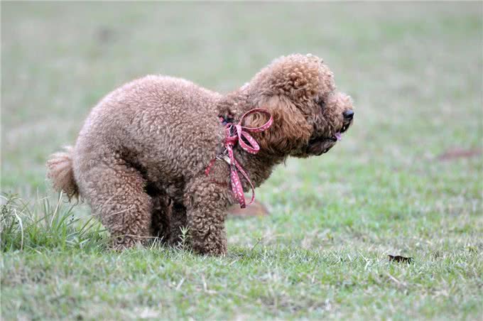 贵宾犬身上最脏的6个地方，清洁到位，就能自带香气