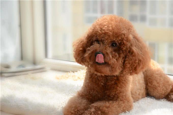 贵宾犬身上最脏的6个地方，清洁到位，就能自带香气