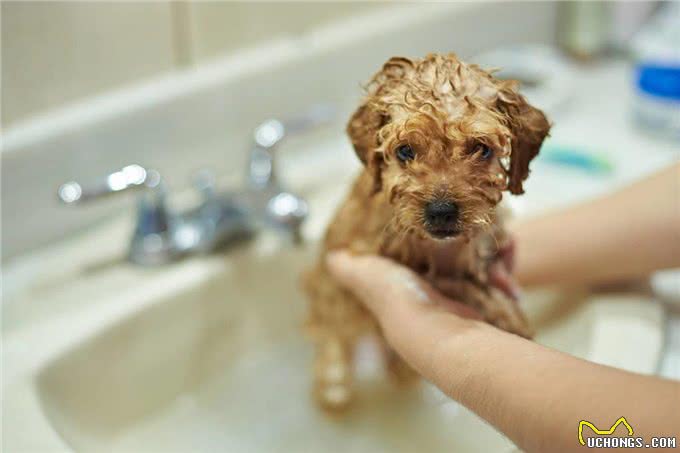 贵宾犬身上最脏的6个地方，清洁到位，就能自带香气