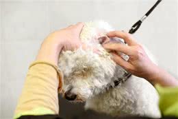 贵宾犬身上最脏的6个地方，清洁到位，就能自带香气