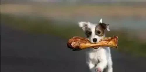 注意!骨头可以杀死狗!