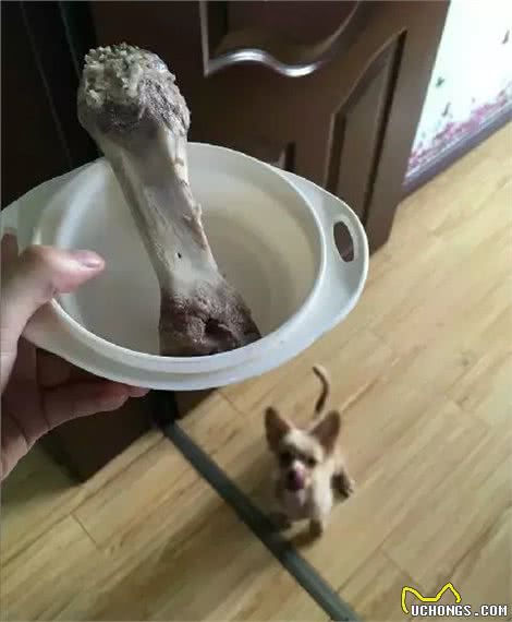 注意!骨头可以杀死狗!