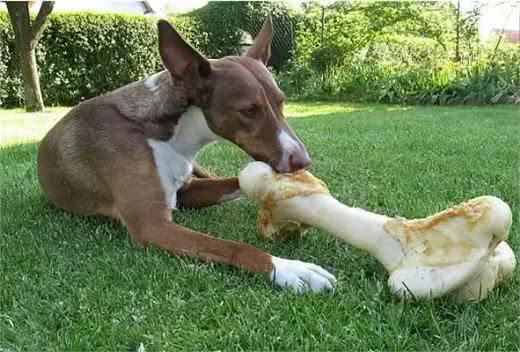 注意!骨头可以杀死狗!