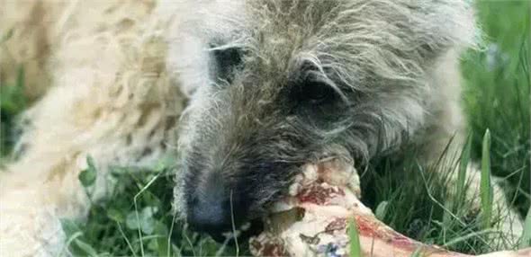 注意!骨头可以杀死狗!