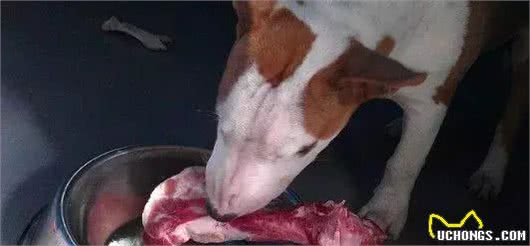 注意!骨头可以杀死狗!