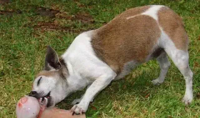 注意!骨头可以杀死狗!