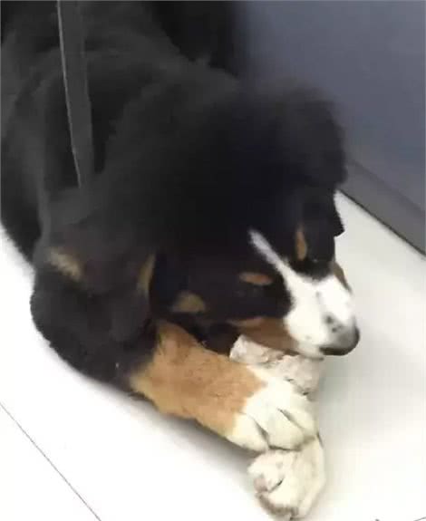 注意!骨头可以杀死狗!