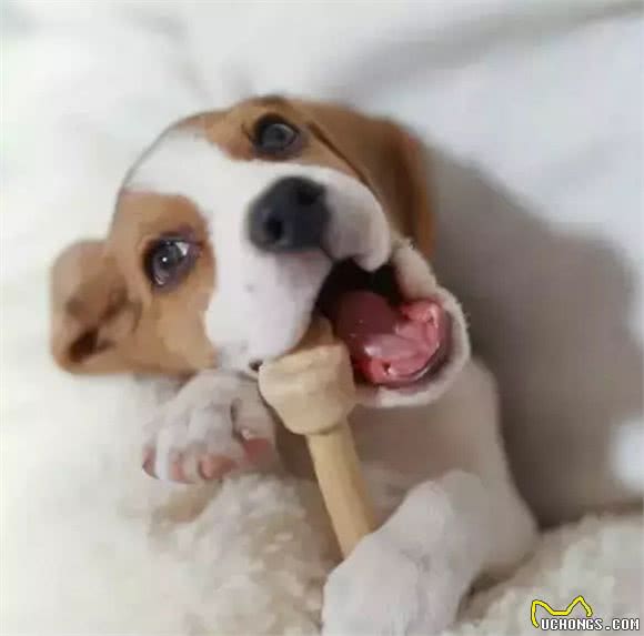 注意!骨头可以杀死狗!