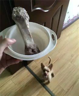 注意!骨头可以杀死狗!