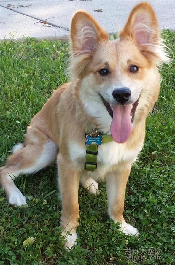 串串狗到底好不好，其实它的麻烦，你一无所知