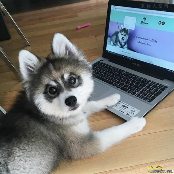 串串狗到底好不好，其实它的麻烦，你一无所知