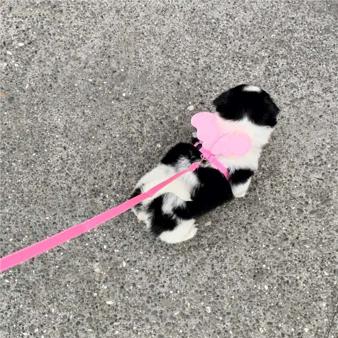 串串狗到底好不好，其实它的麻烦，你一无所知