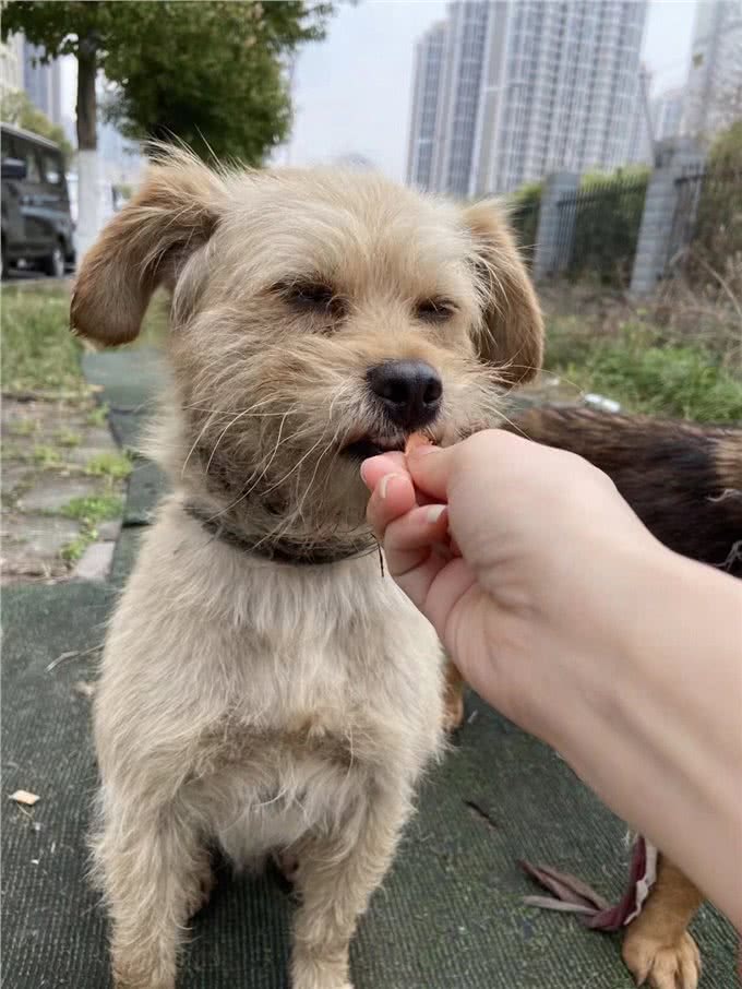 串串狗到底好不好，其实它的麻烦，你一无所知