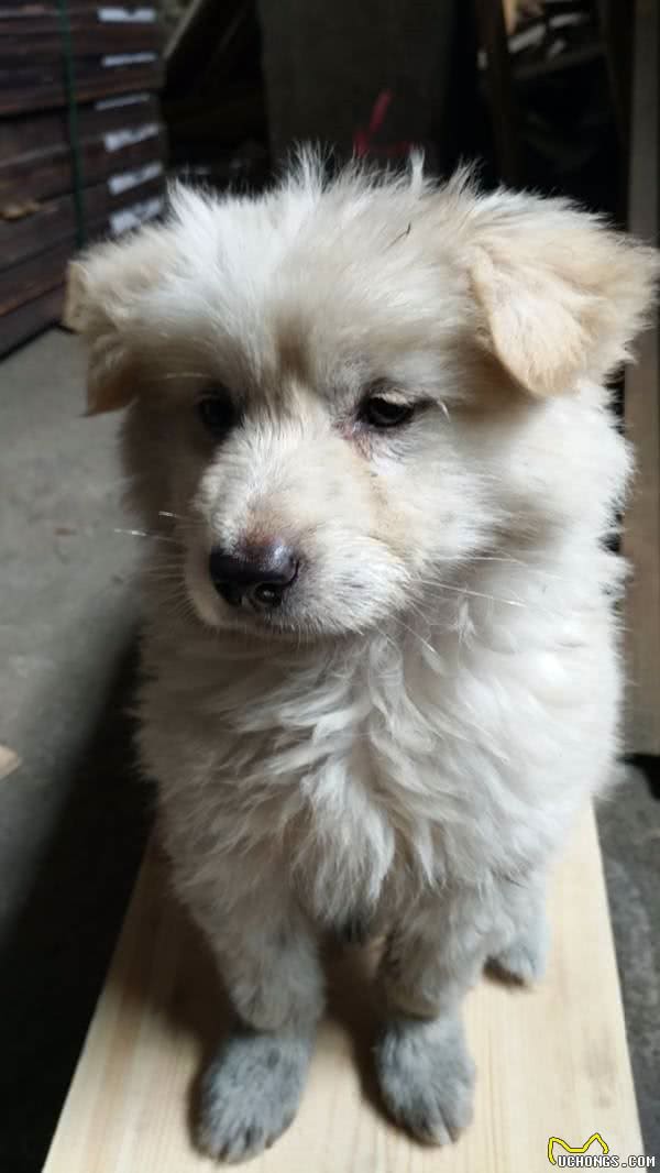 串串狗到底好不好，其实它的麻烦，你一无所知