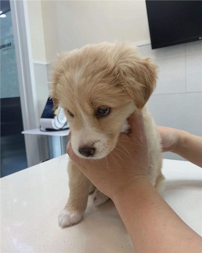 串串狗到底好不好，其实它的麻烦，你一无所知