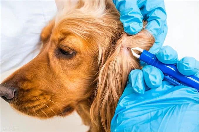 串串狗到底好不好，其实它的麻烦，你一无所知