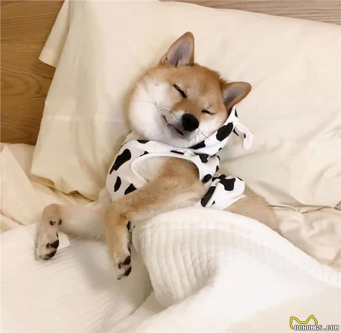 恭喜!狗狗这样睡觉，证明它过得很幸福