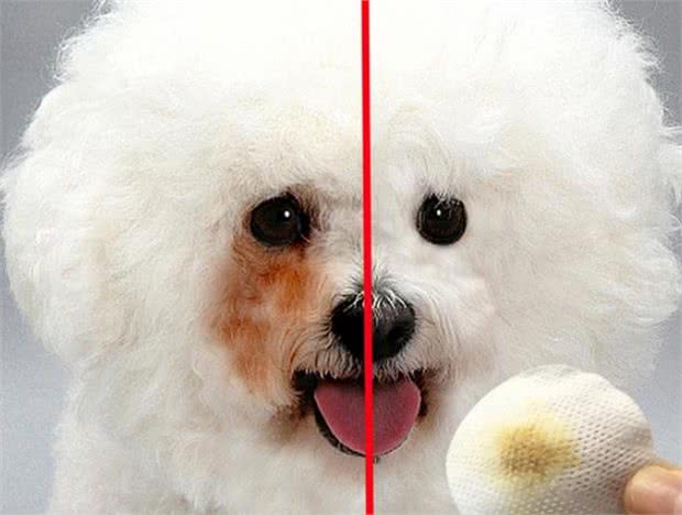 比熊犬有泪痕可以多吃这几种食物，有效去除泪痕