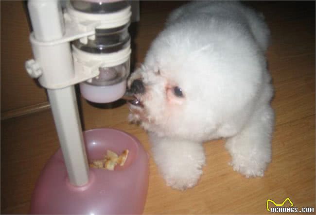 比熊犬有泪痕可以多吃这几种食物，有效去除泪痕