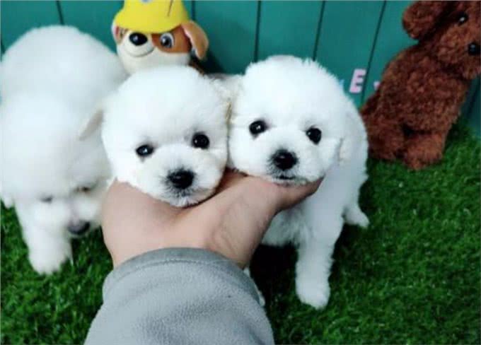 比熊犬有泪痕可以多吃这几种食物，有效去除泪痕