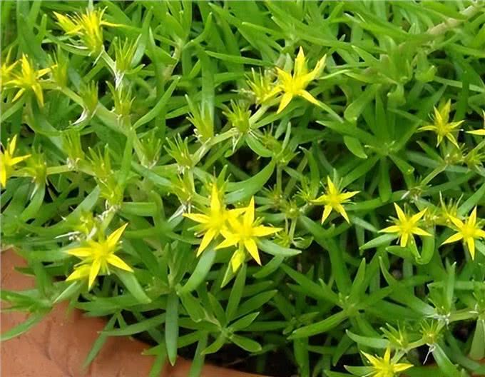 生命力顽强的狗牙齿草:踩不死也晒不死，当野菜吃不输马齿苋