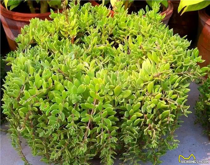 生命力顽强的狗牙齿草:踩不死也晒不死，当野菜吃不输马齿苋