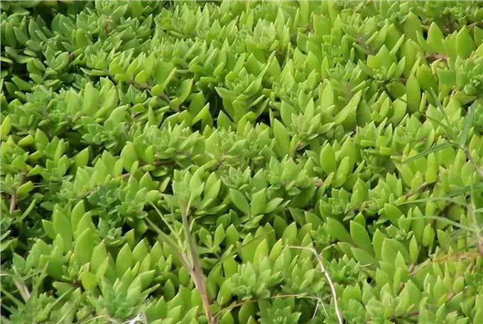 生命力顽强的狗牙齿草:踩不死也晒不死，当野菜吃不输马齿苋