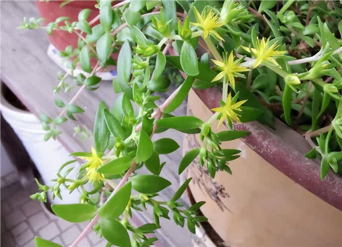 生命力顽强的狗牙齿草:踩不死也晒不死，当野菜吃不输马齿苋