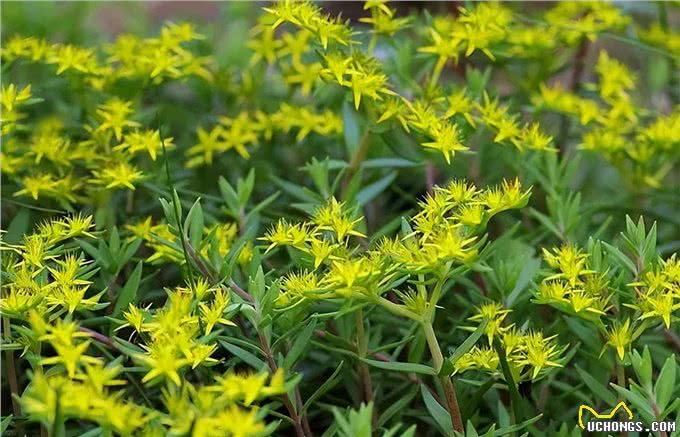 生命力顽强的狗牙齿草:踩不死也晒不死，当野菜吃不输马齿苋