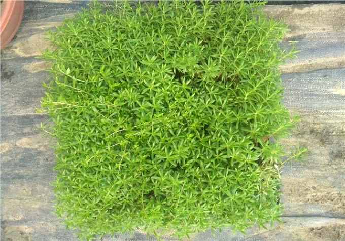 生命力顽强的狗牙齿草:踩不死也晒不死，当野菜吃不输马齿苋