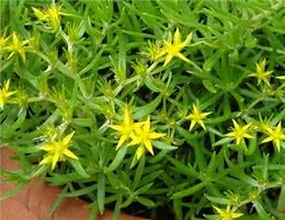 生命力顽强的狗牙齿草:踩不死也晒不死，当野菜吃不输马齿苋