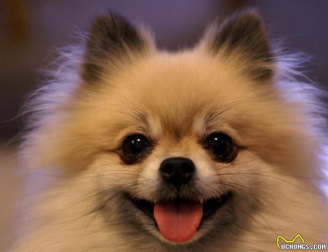 挑选纯种的博美犬的4个小妙招!